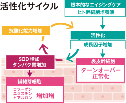 活性化サイクル イメージ画像